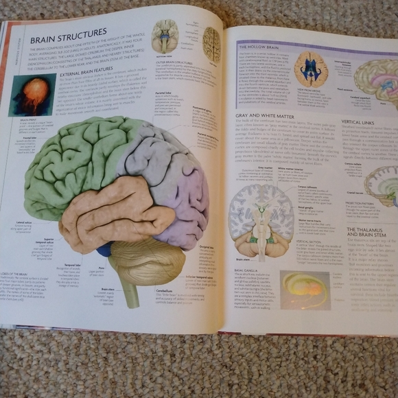 DK The Human Body: An Illustrated Guide to Its Structure, Function and Disorders - Picture 2 of 4